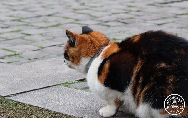 A tabby cat with a collar loafing on some paved tile